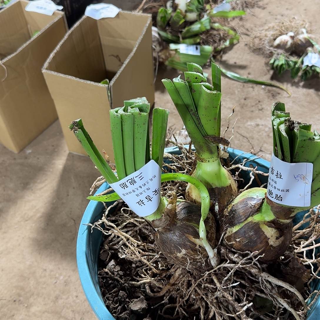 安吉拉三包胎开花球