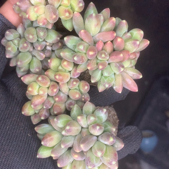 千代田群。小。（满9.99包邮不满9.99发空盆）