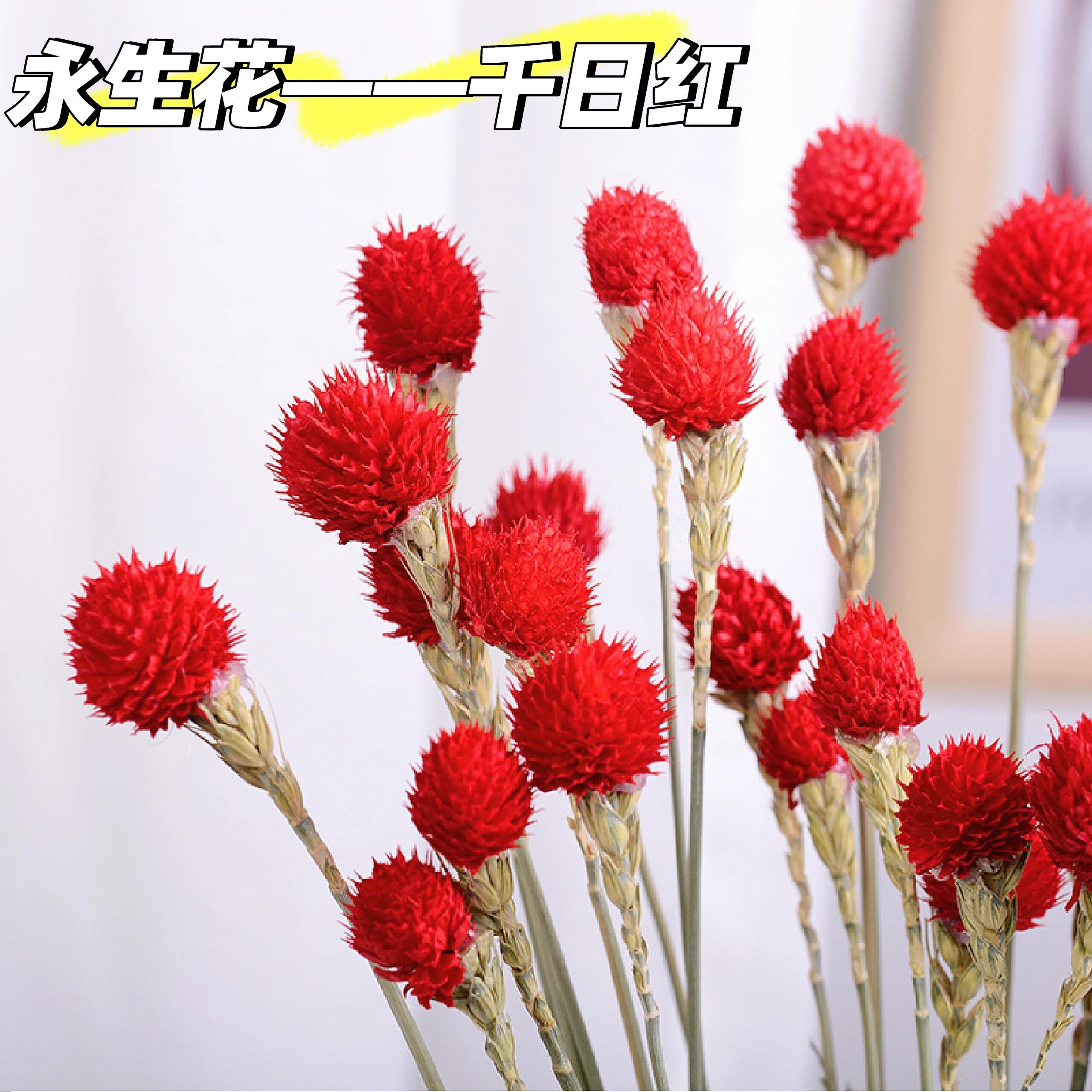 顺丰次日达【 永生千日红 】鲜花任意两单顺丰送货上门