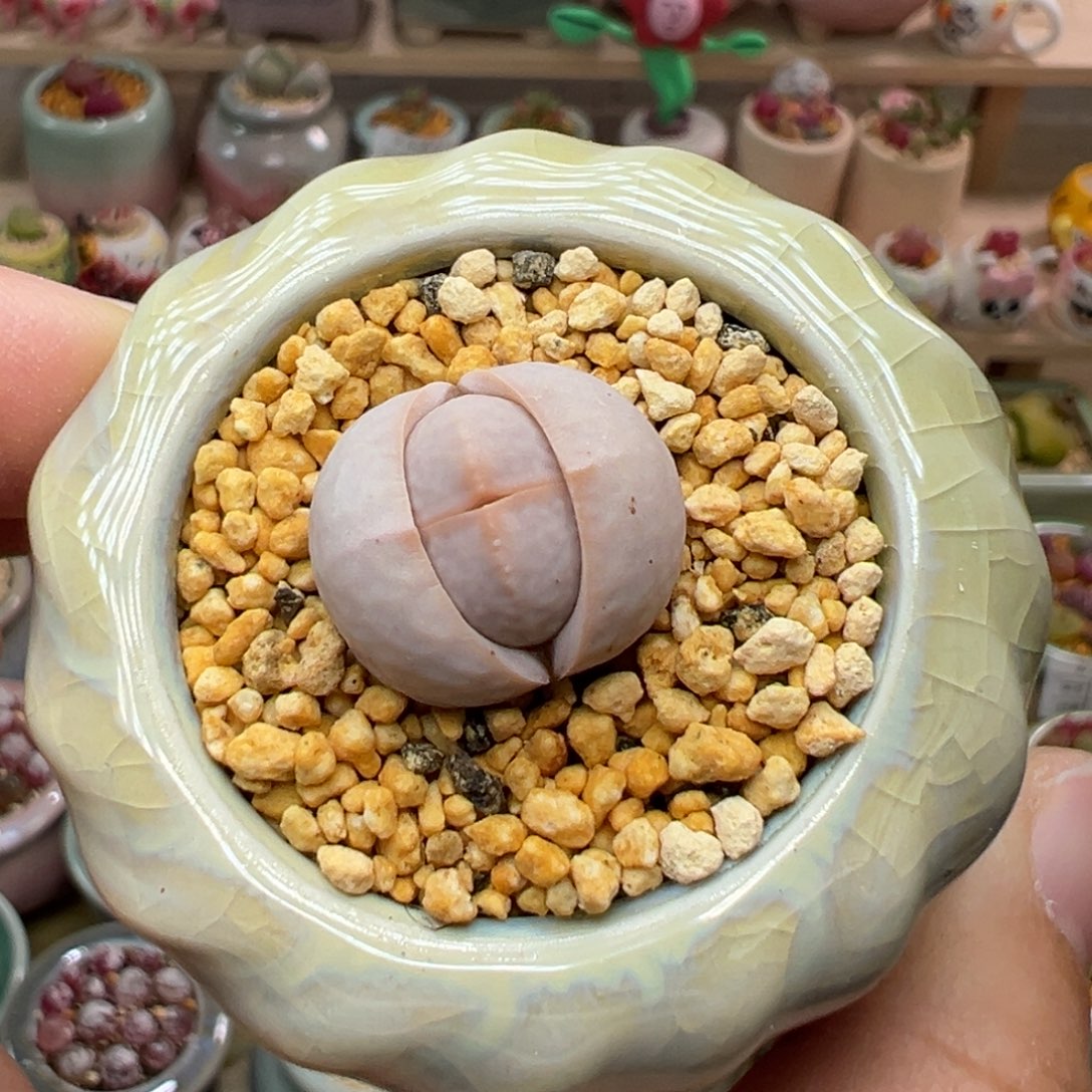 多肉植物34号高尔夫