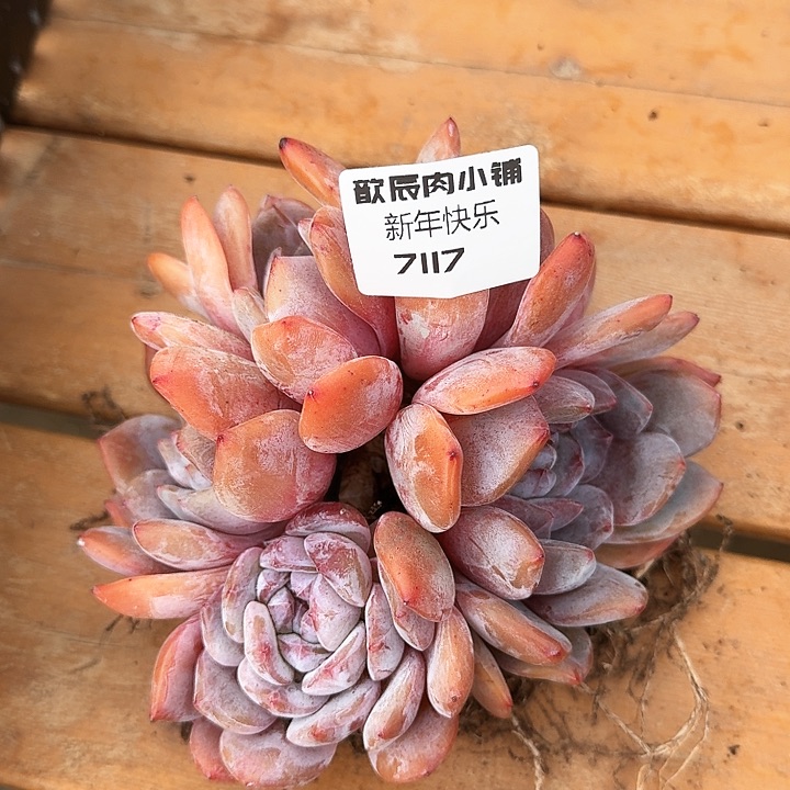 多肉植物石榴籽群生7117