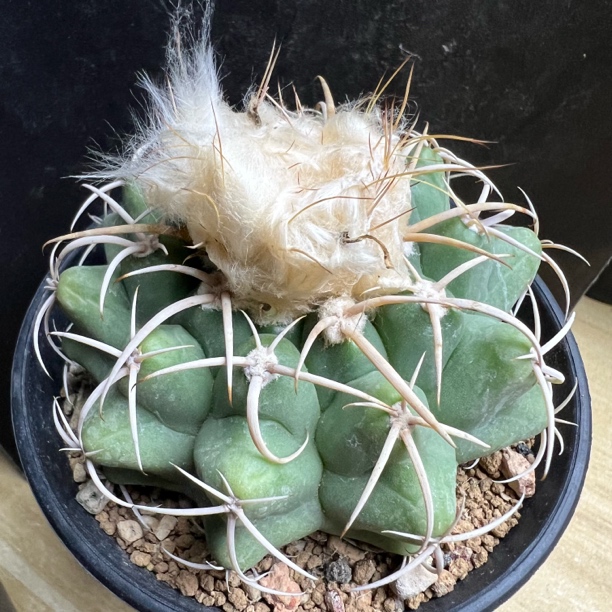 白骨牢雪顶卷刺圆盘玉玉实生仙人球桌面阳台耐寒多肉植物盆栽