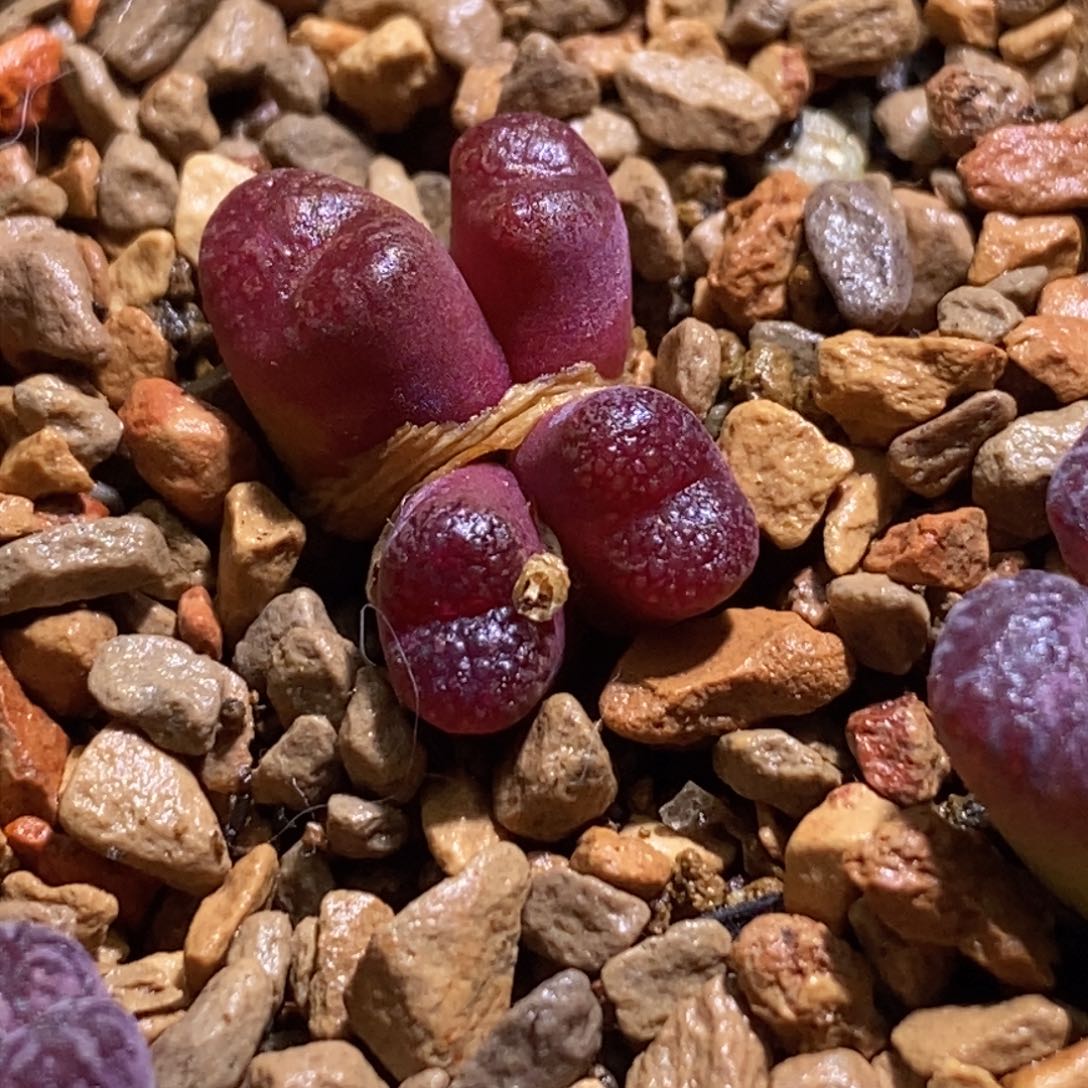 四头满窗马克四头满窗马克