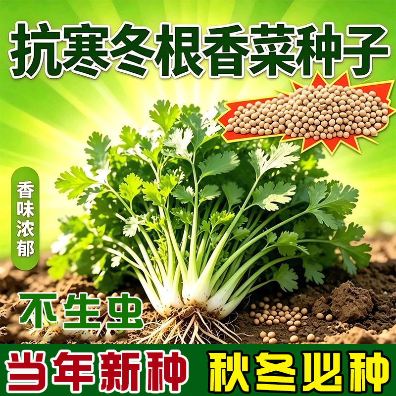 【抗寒冬根香菜种子】耐寒越冬浓香耐抽苔阳台盆栽庭院地栽蔬菜种子商品图