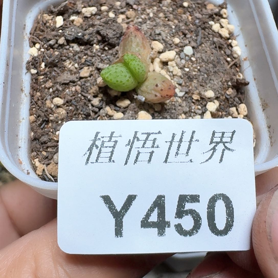 450盒多肉植物哇c v