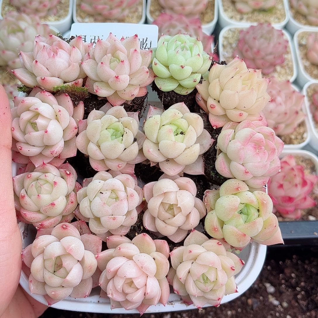 1-685 新疆西藏内蒙不发12.8包邮2-3公分多肉