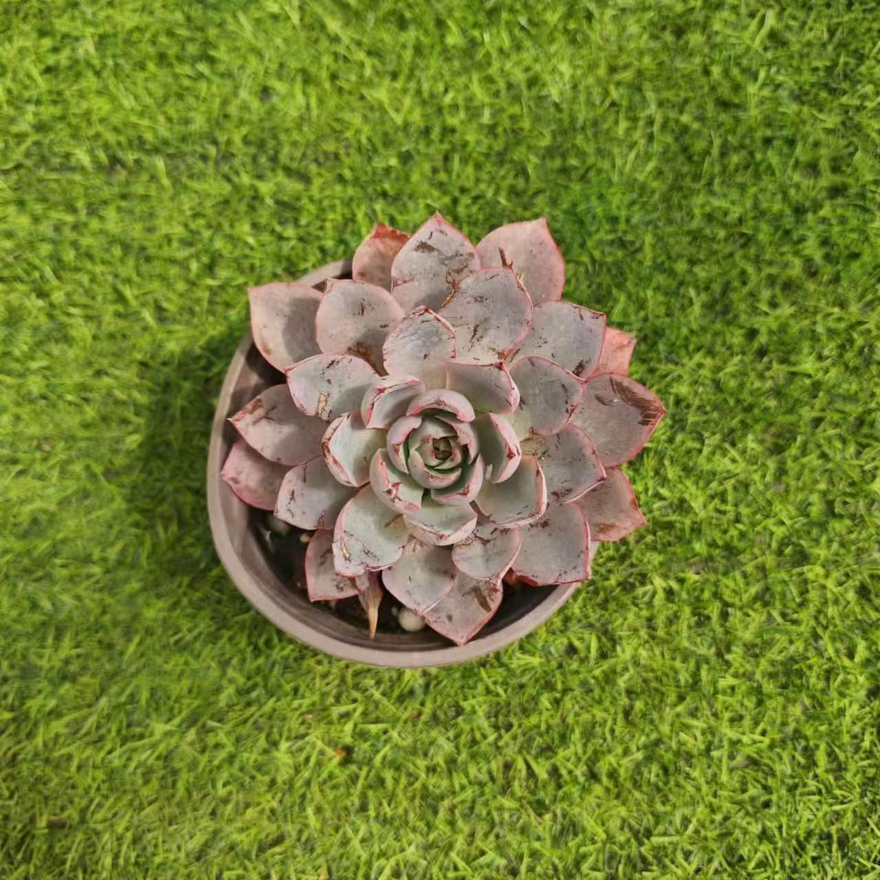 赫拉拍一发二  精品多肉植物 新手好栽 好养 云南发货