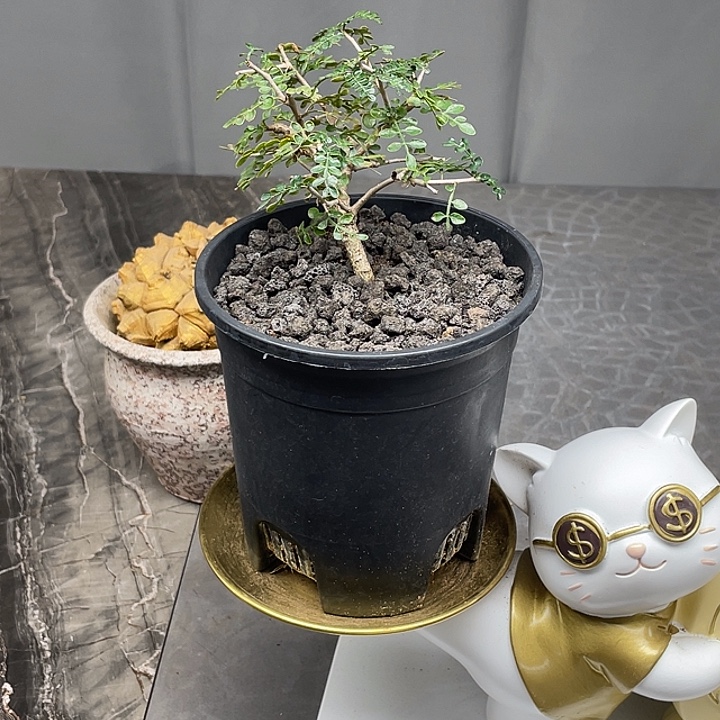 象足漆树开播5折福利