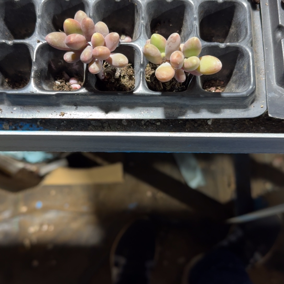 形影一物一拍专拍