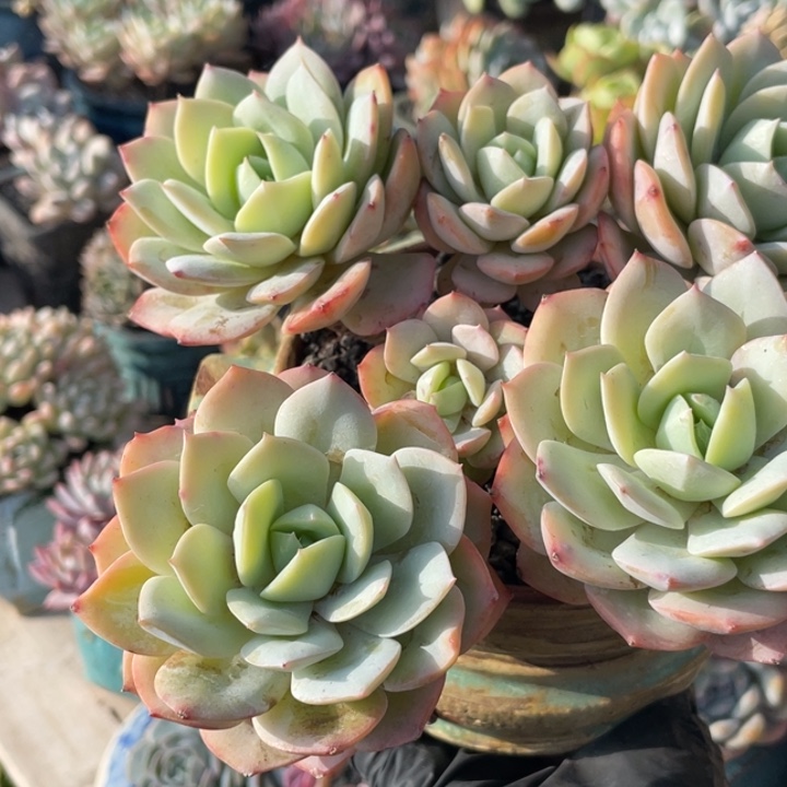 恋曲多肉植物老庄