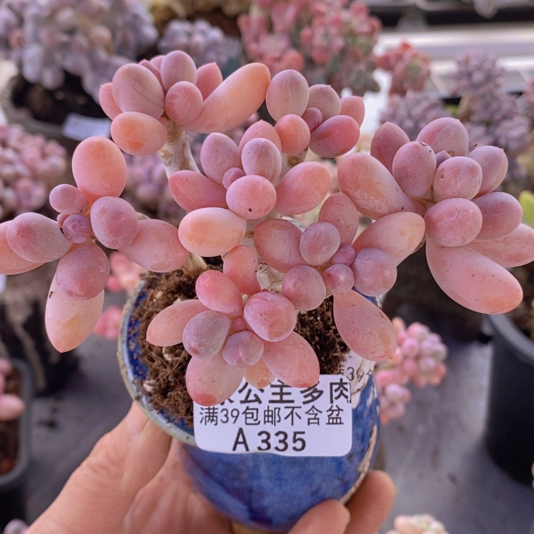 香水手指奶老桩10cm335多肉植物