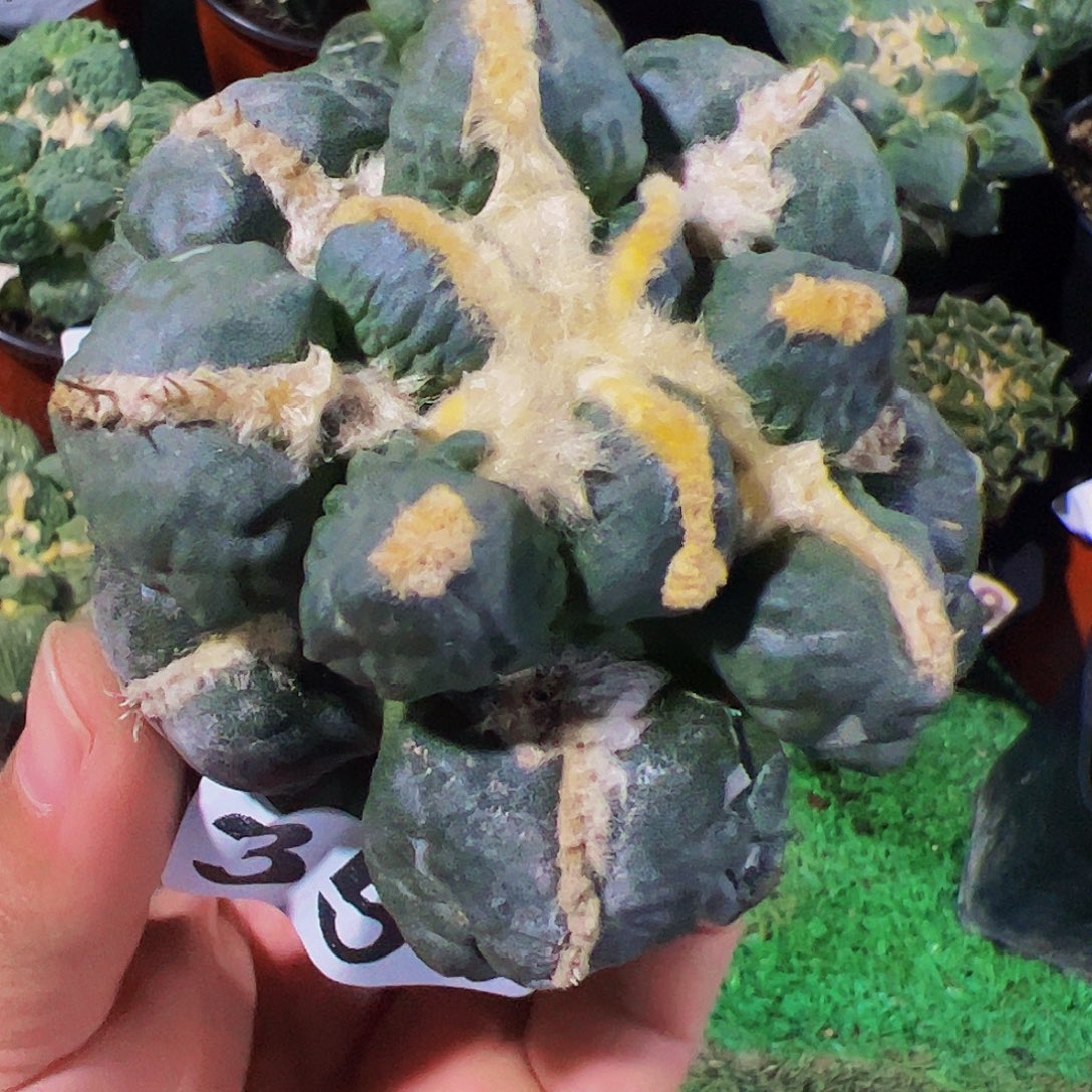 无花朵福利蛋尤怒涛牡丹353