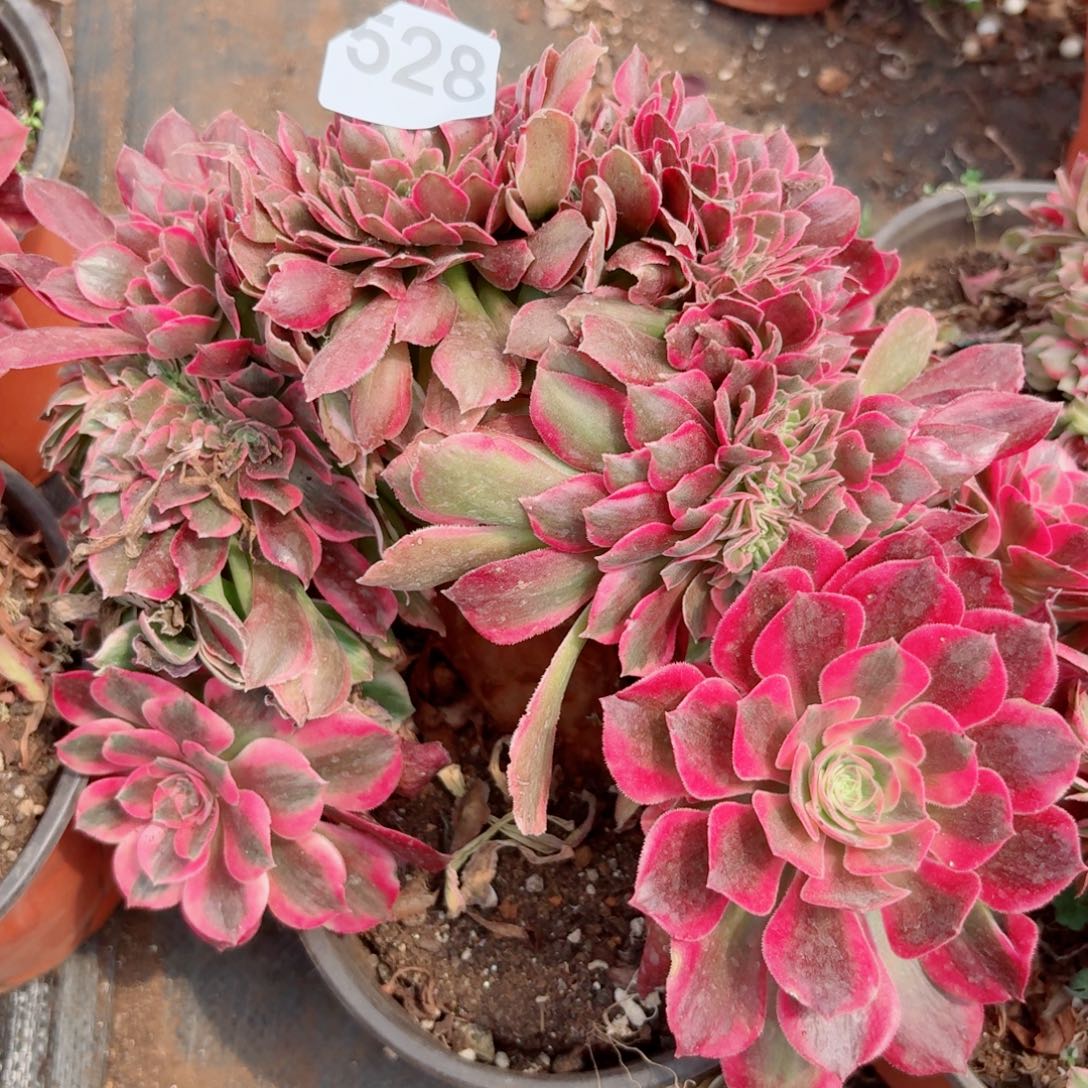 女郎528 号多肉法师特价不支持退货