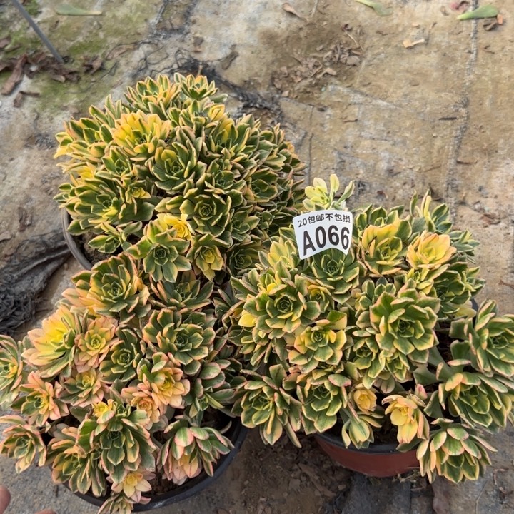 平***魏3颗……066号……多肉植物……