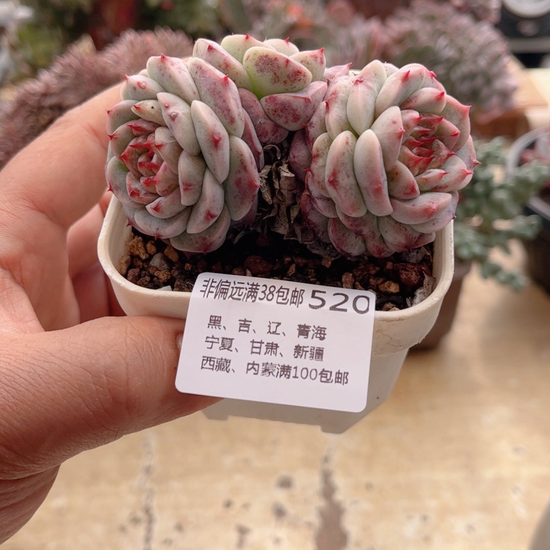 520糖心天鹅绒德华多肉