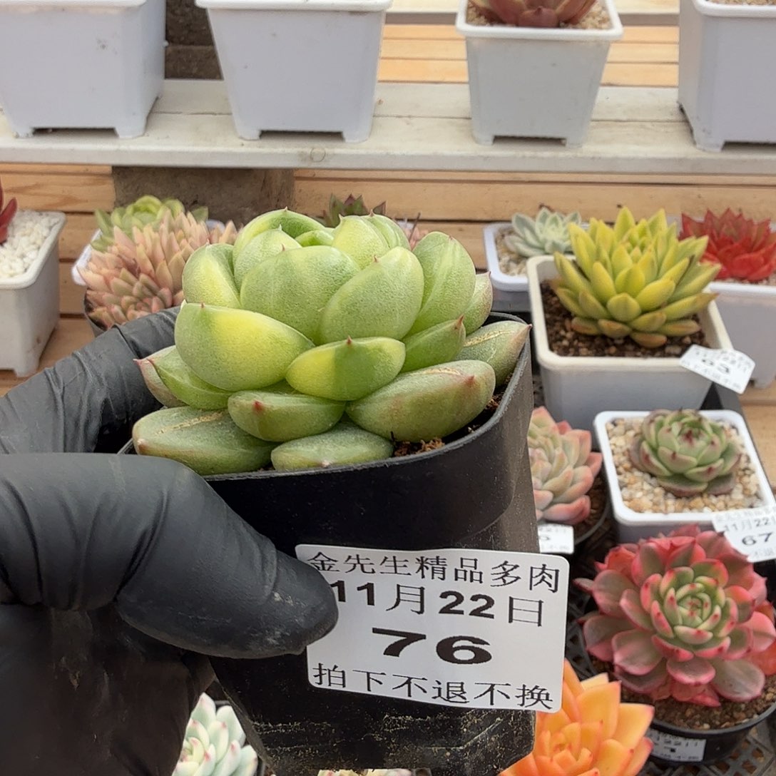 1122-23晴空珍妮锦