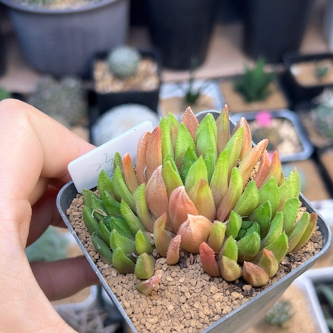 齿鲸硬叶十二卷子