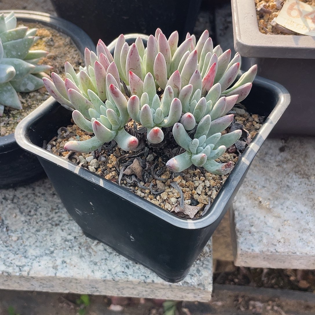 晨溪园艺仙女杯呀