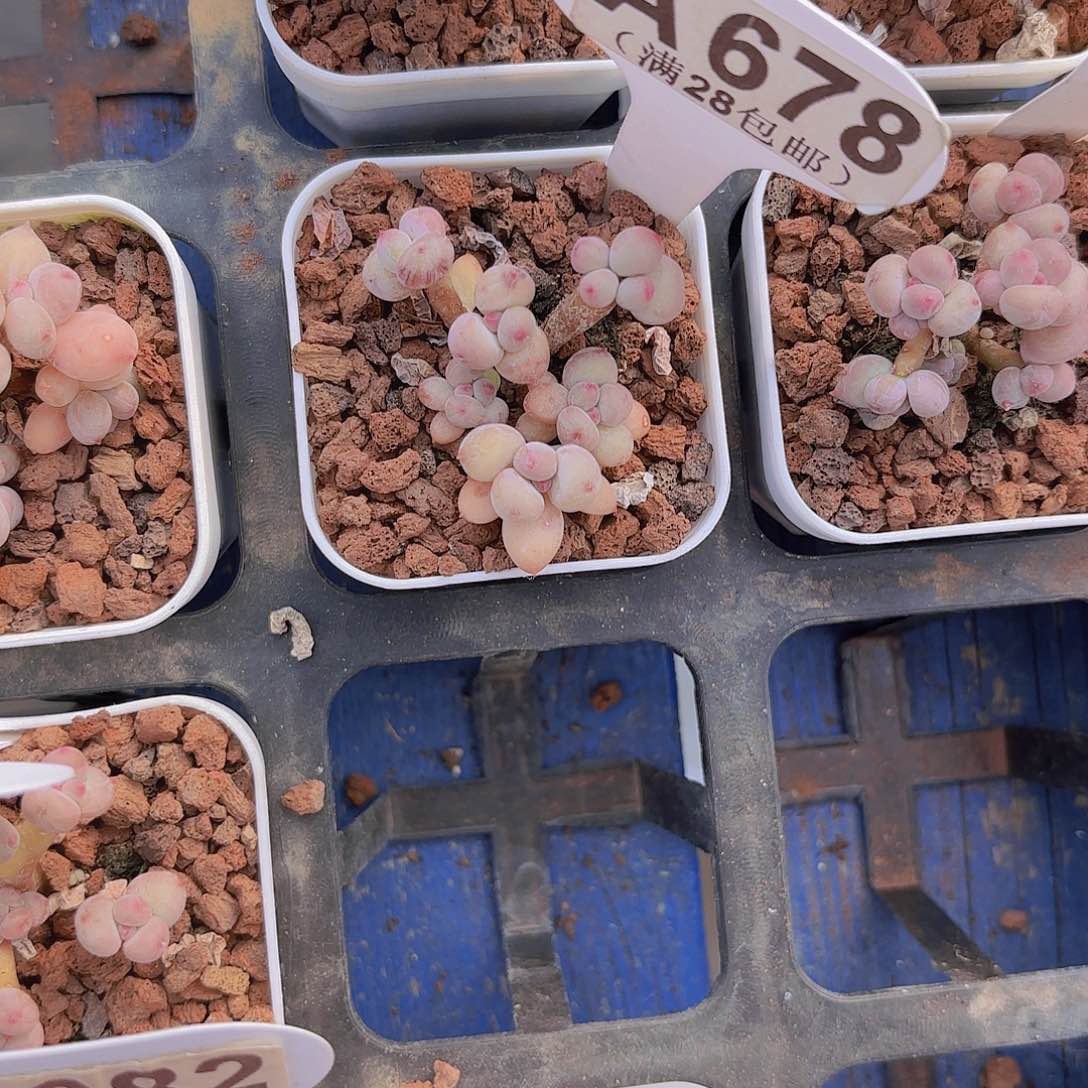 A678萤火虫一物一拍