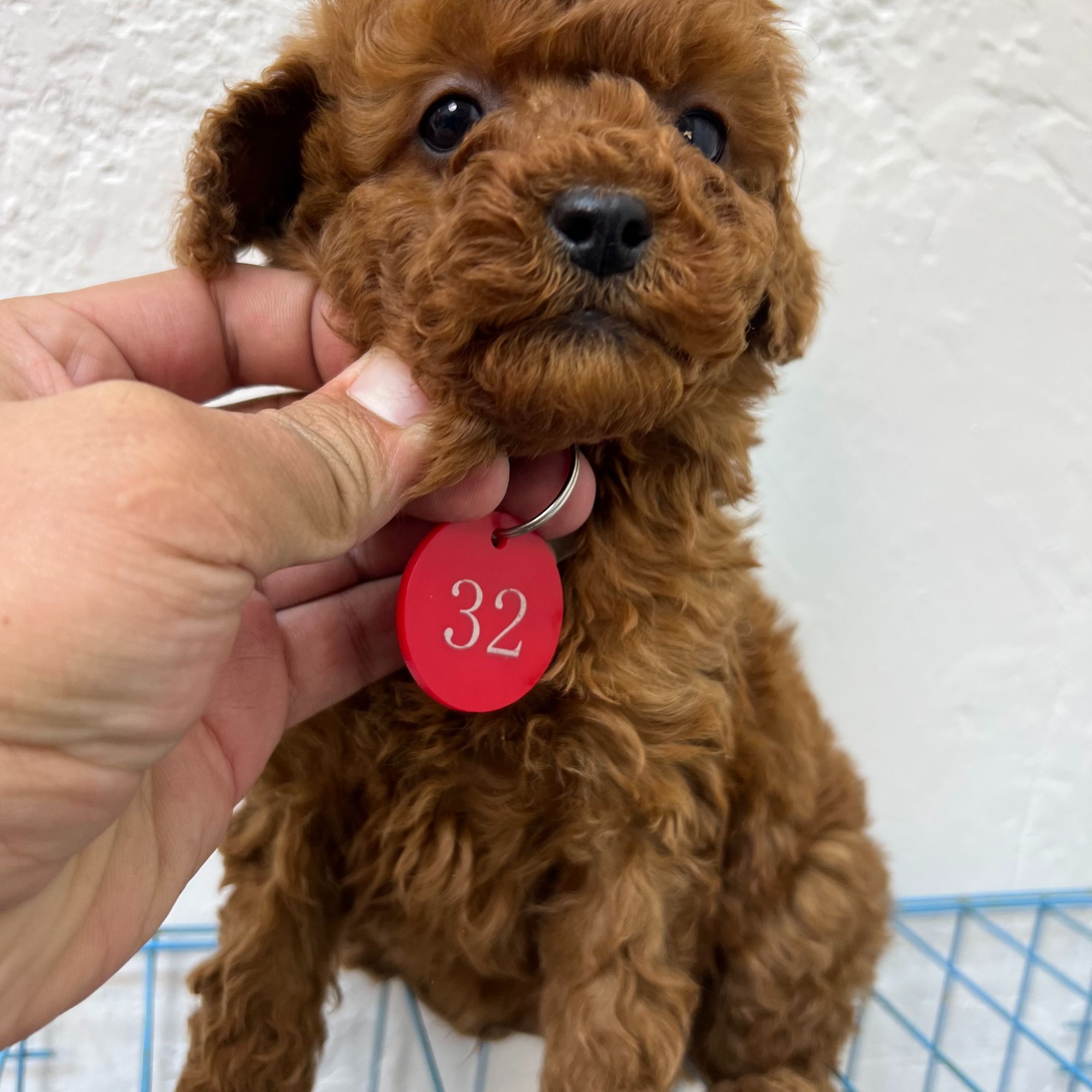 宠物泰迪比熊柯基博美号码牌