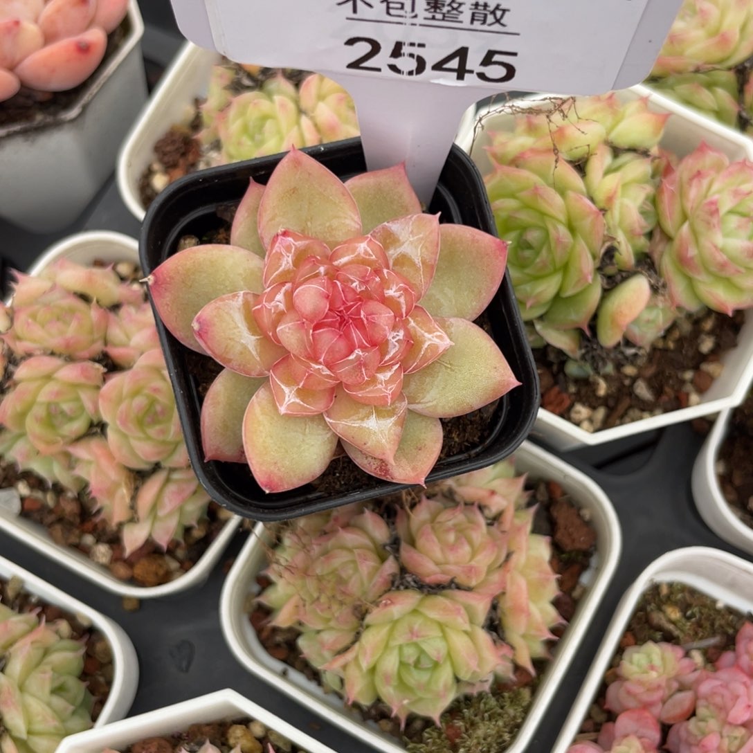 不包整散 盆子不售后2545