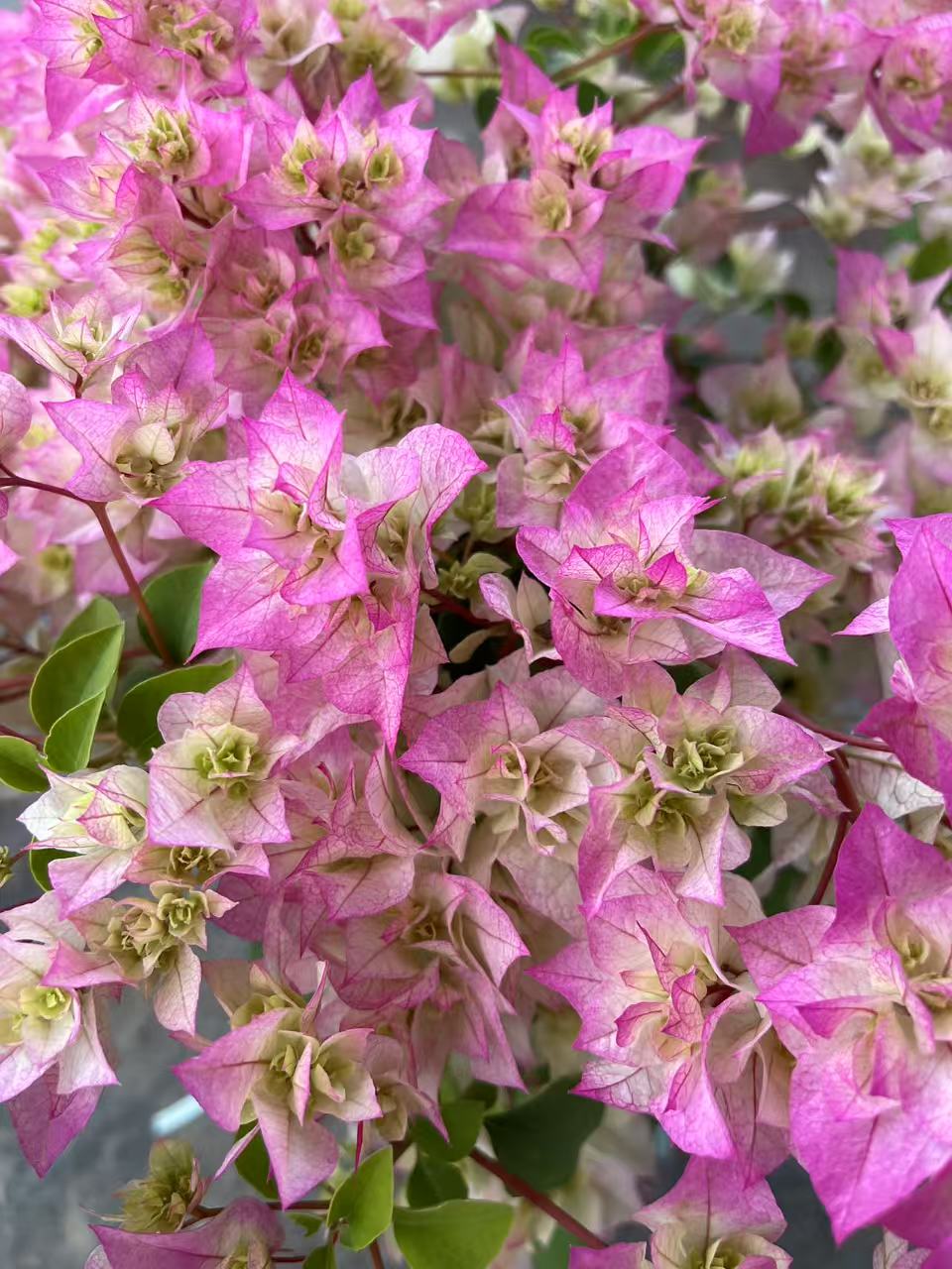 【重瓣于景】三角梅 盆栽阳台美丽土壤移栽施肥晒太阳养殖养护盆栽 