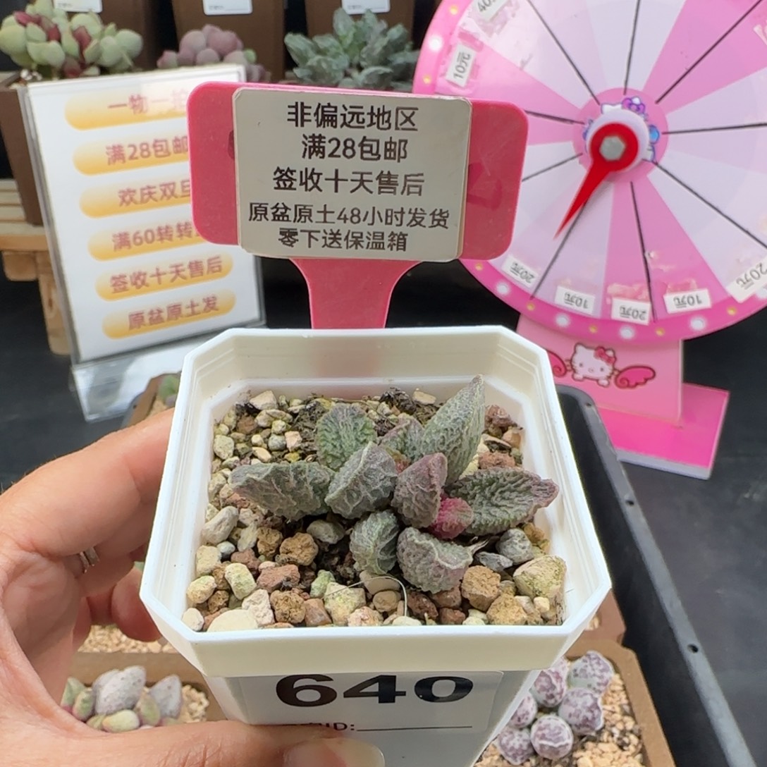 640大鱼海棠多肉植物