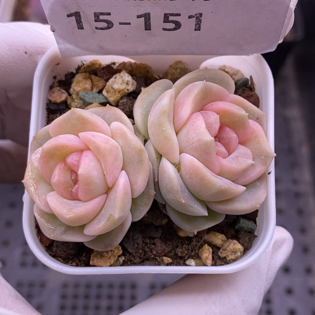 【闪购商品】15-151良辰