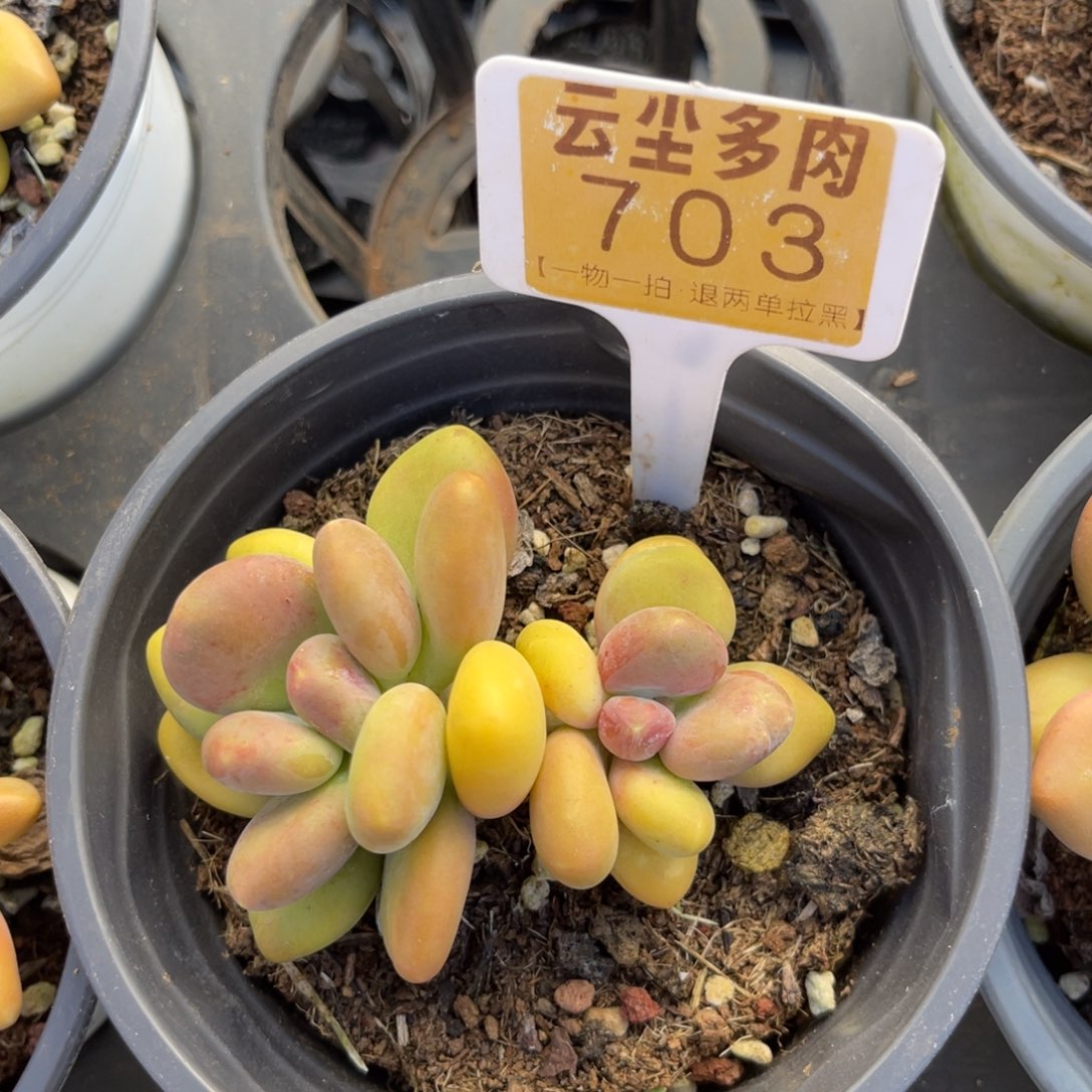 云尘多肉一物一拍703，