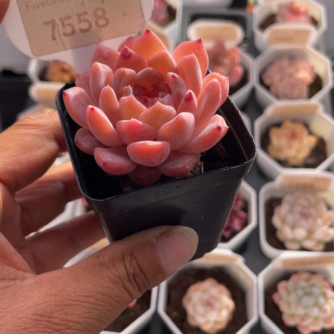 果冻珊瑚7558-5.0厘米