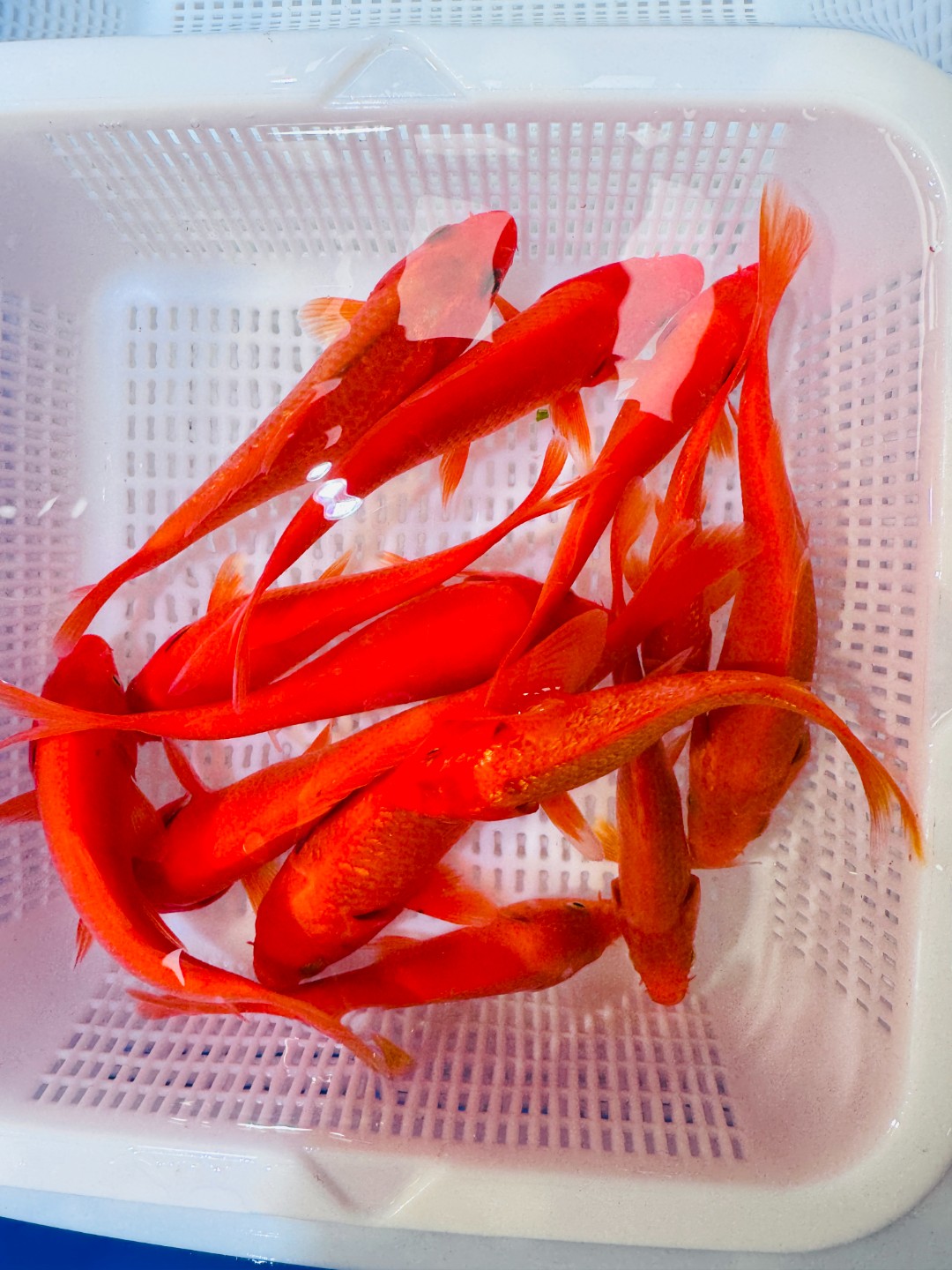 9条火鲤（火鲤 闪磷混搭）锦鲤 观赏鱼