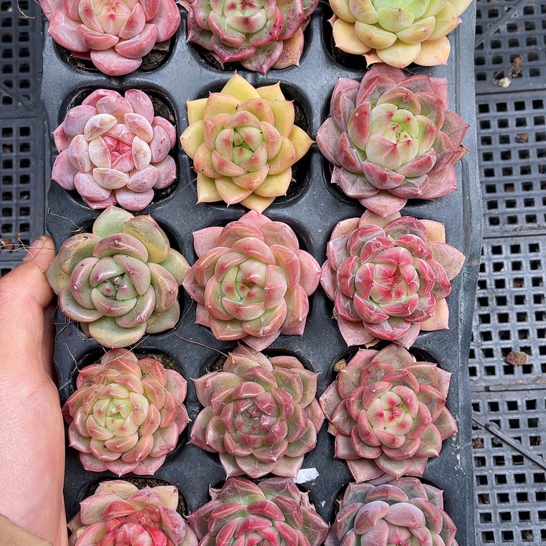 多肉一物一拍4-165