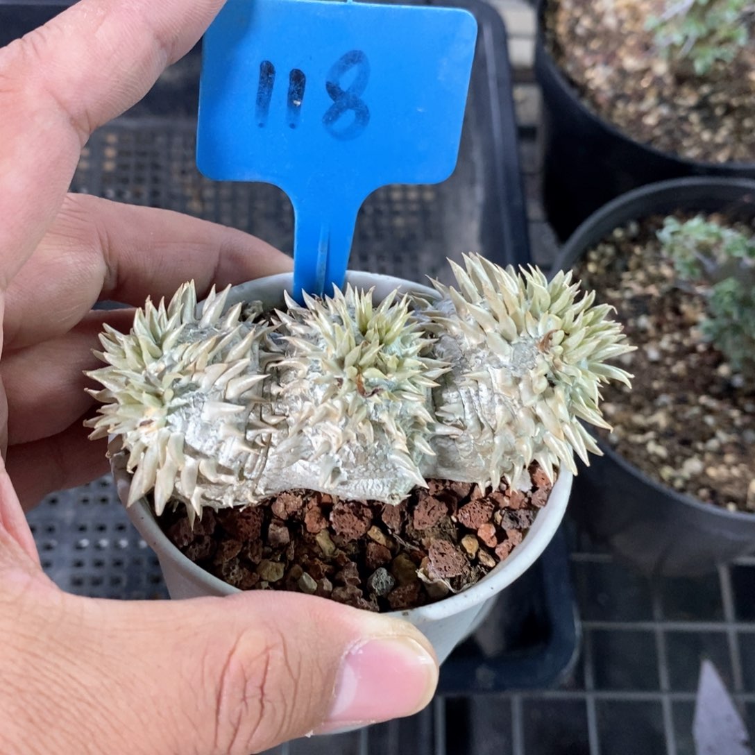 惠比须笑多肉植物