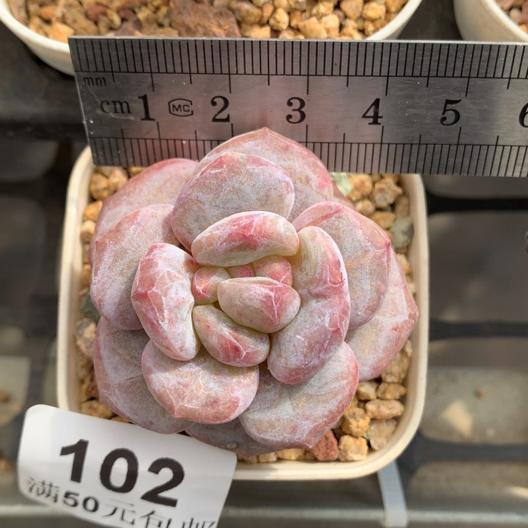 102。石化石榴籽星影。