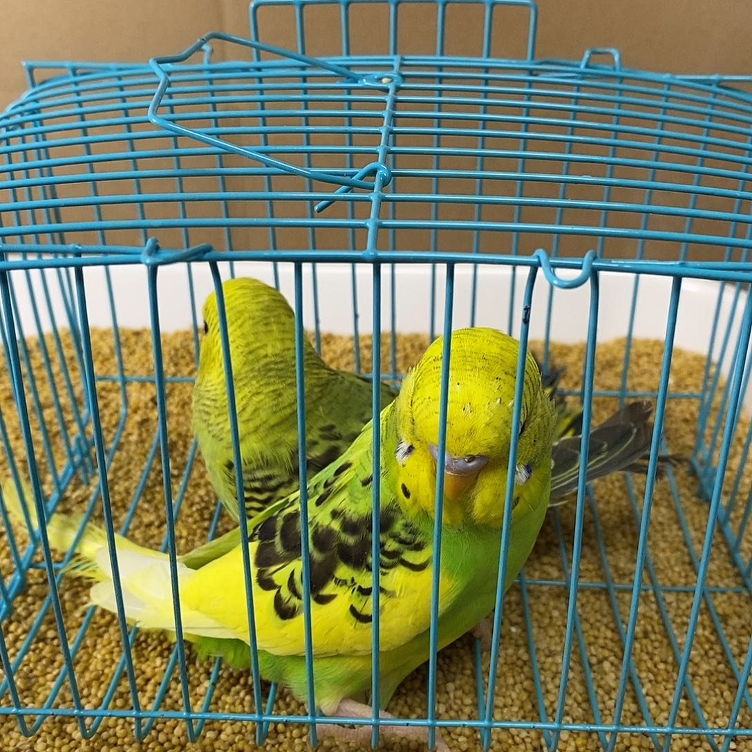 虎皮鹦鹉大头虎皮