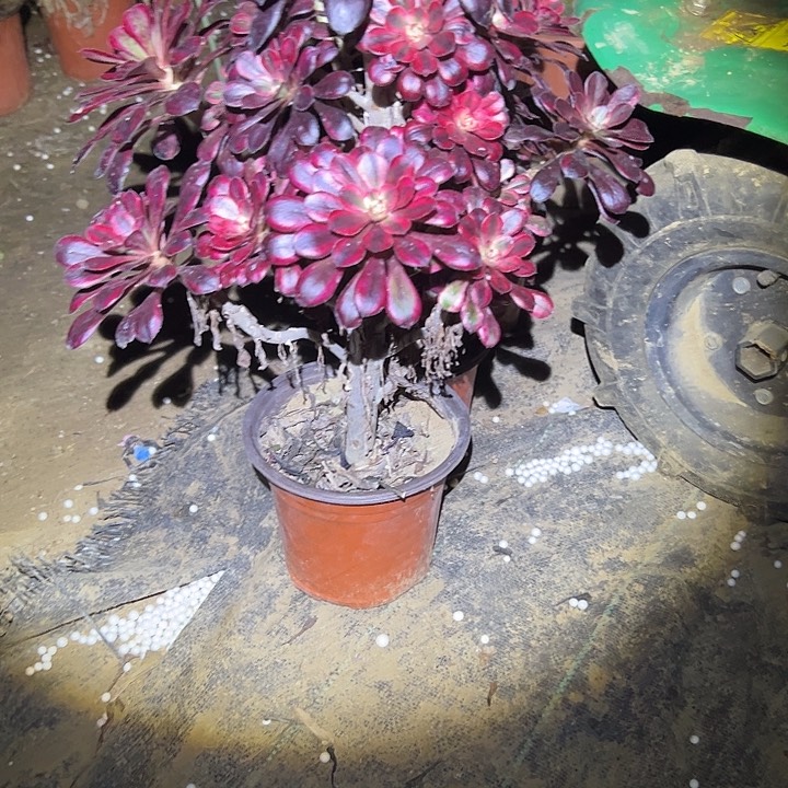 多肉法师植物链接62