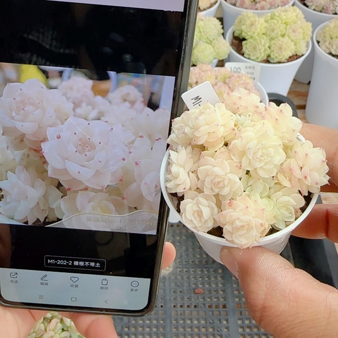 萌***)0102-102（m1-202-2）优选
