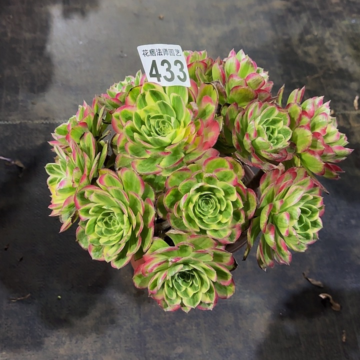 红陶海王4330000000