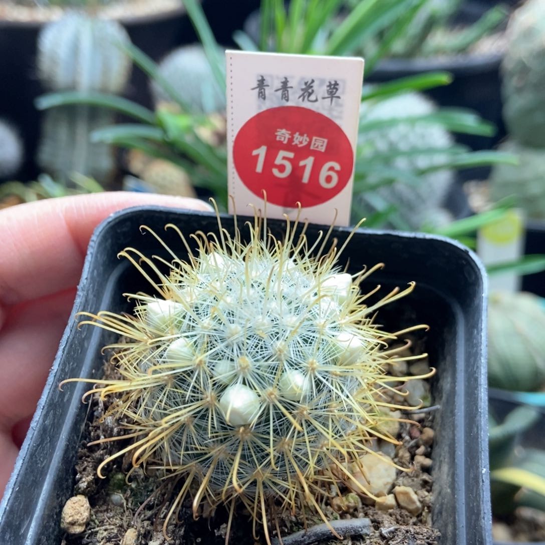实生菊慈童3.8cm