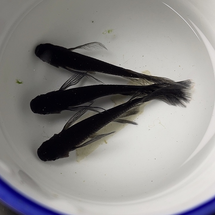 青鳉鱼松井长鳍大蛇3条，21号，满15包邮，可叠单