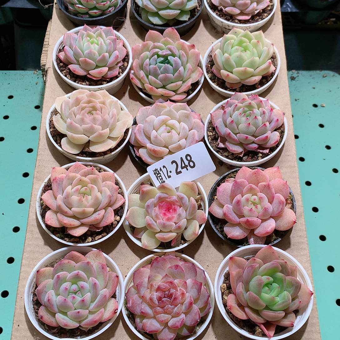 12-248一物一拍带盆18颗