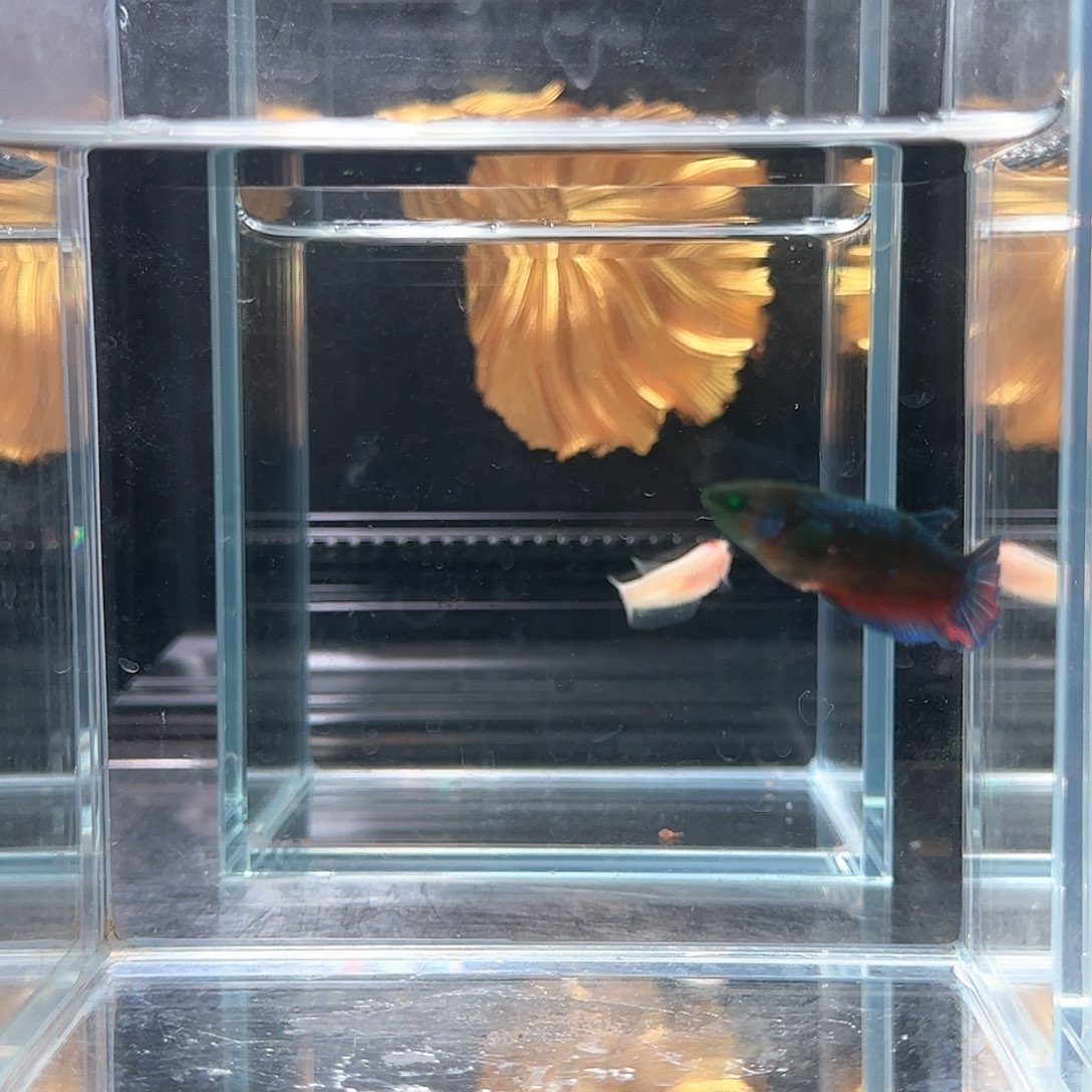 斗鱼活体观赏鱼好养耐活