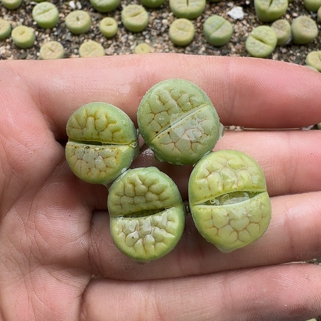 只***4599 哈哈哈哈哈哈