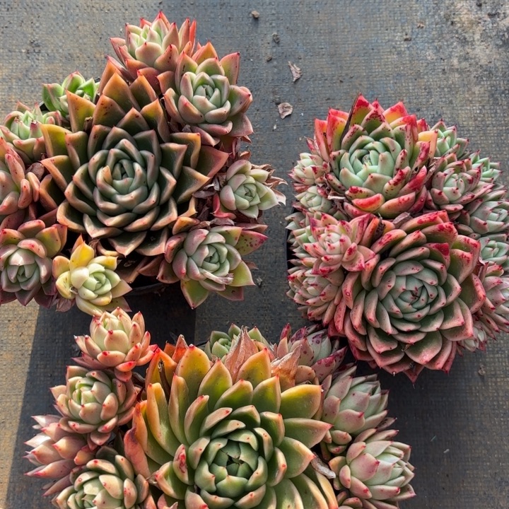 三颗。20。          东云 2