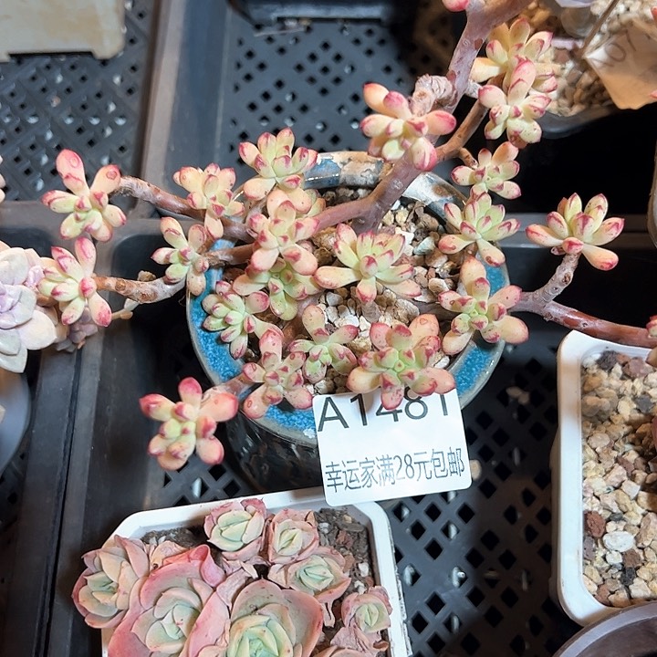 幸运的是我的朋友们