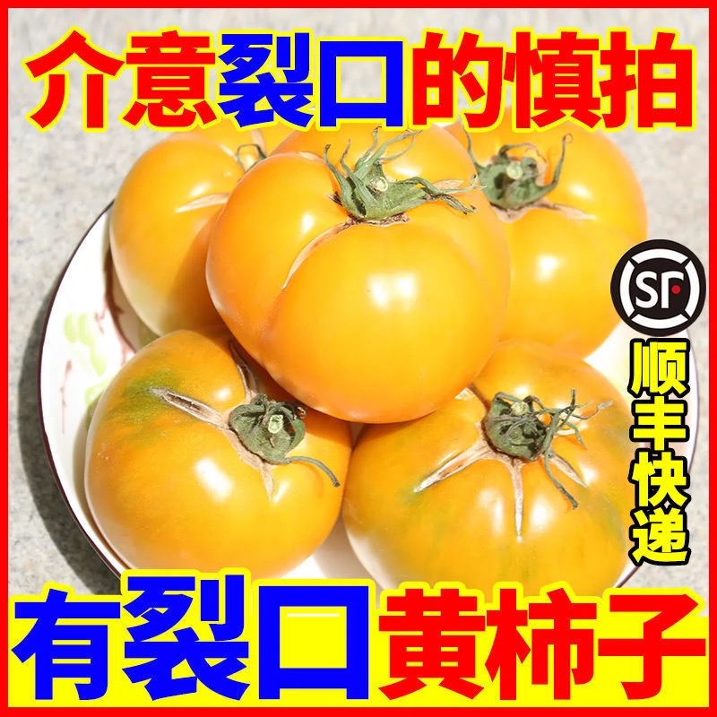 内蒙古五原黄柿子自然熟裂口黄色西红柿新鲜水果蔬菜(顺丰包邮）