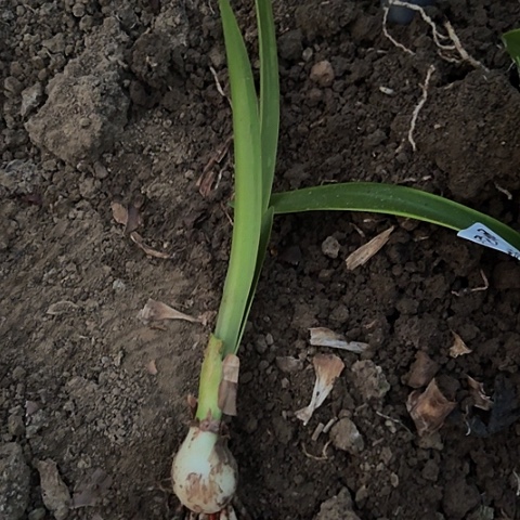 @****子汤姆2+有标包对版