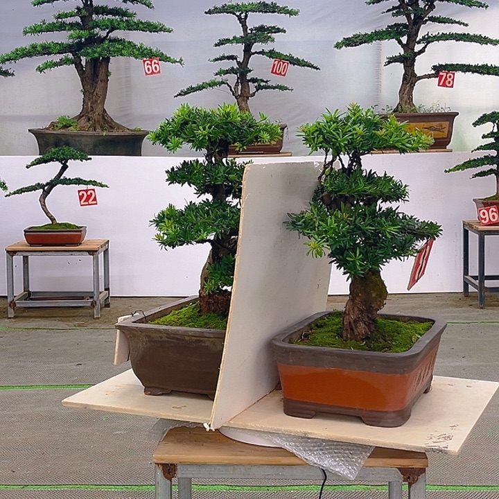 不开花植物罗汉松