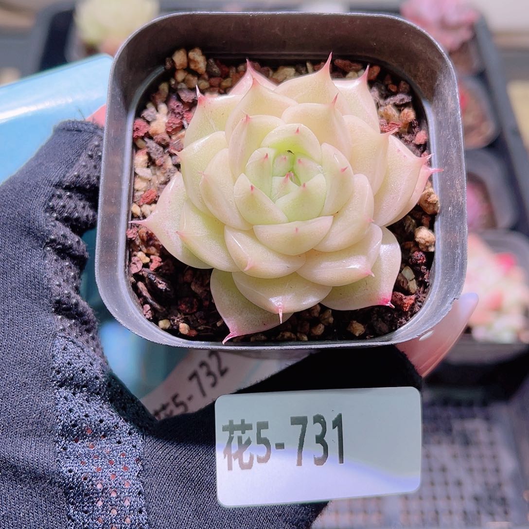 花利美5-731麦秆