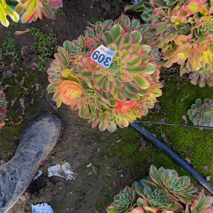 海王花27-18包邮花花